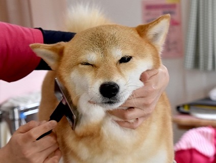 ＜非公開求人＞*:.｡トリマー募集中｡.:*［時間給社員］［神奈川県藤沢市］a0b7F000000OQtCQAW_1画像