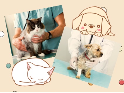 かしわだい動物病院画像
