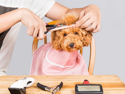 Dog Salon feelの画像