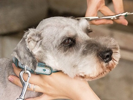 Grooming Studio La COCOTの画像