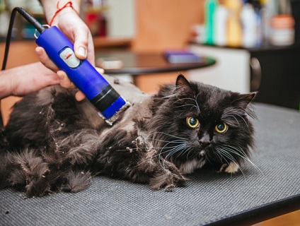 ロイヤルペットクリニック西馬込病院の画像