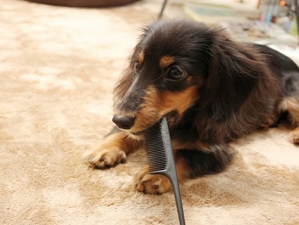 Lotus Dog Hotel & Salon(ロータスドックホテル&サロン)の画像