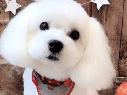 Maharoty’sの画像