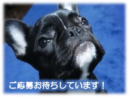 BULLDON'S EVISU,YAの画像