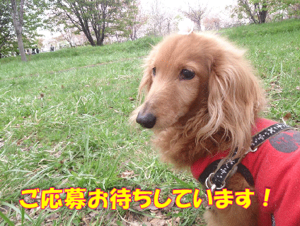 ドッグスパ・サロン・アクアマリン 代々木公園店の画像