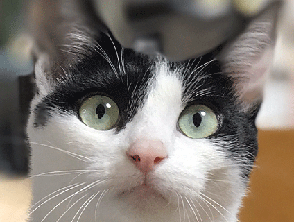 富澤動物病院の画像