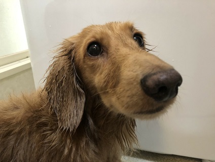 あおき動物病院の画像