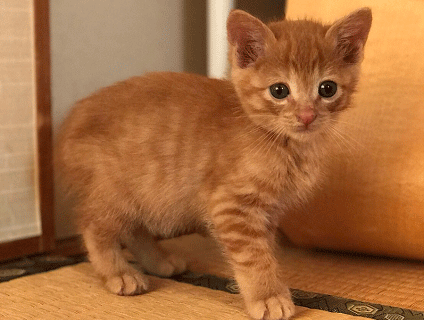 ベルモどうぶつ病院の画像