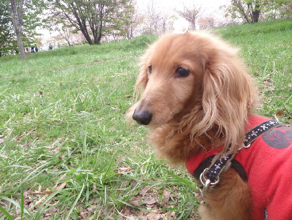うわまち動物病院の画像