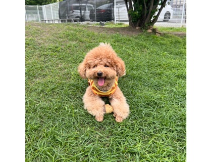 犬カフェらいちの画像