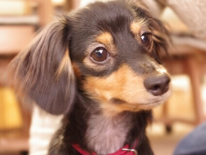 みなとみらいペットウェルネスクリニック ALCAの画像