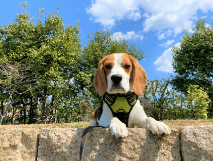 有限会社ライズ／DogSalon cocoの画像