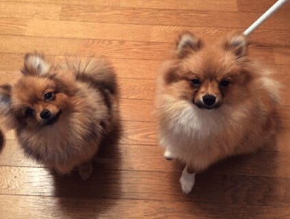 【非公開求人】ペットショップのショップ店員募集[正社員][東京都武蔵野市]No.55769_1画像