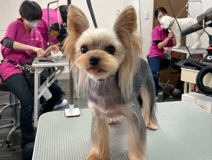 【Dog Salon WIN（ドッグサロンウィン）上里本店／トリマー募集（正社員）／埼玉県児玉郡上里町】画像