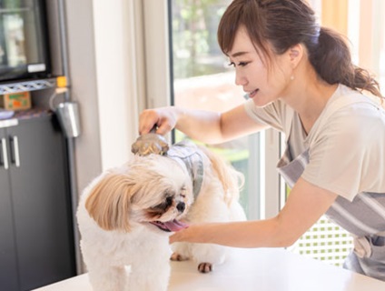 ＋＋みどりが丘動物病院＋＋ トリマーの募集［正社員／福岡県福岡市東区］画像