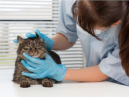 犬と猫の病院の画像