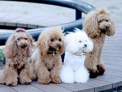 みなとみらいペットウェルネスクリニック ALCAの画像１