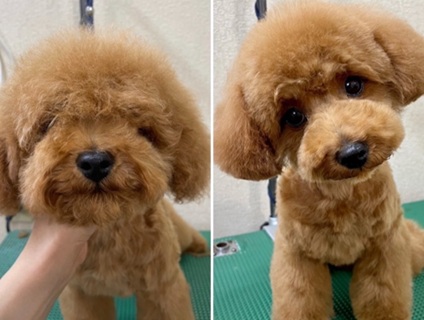 チワワとプードルの画像１