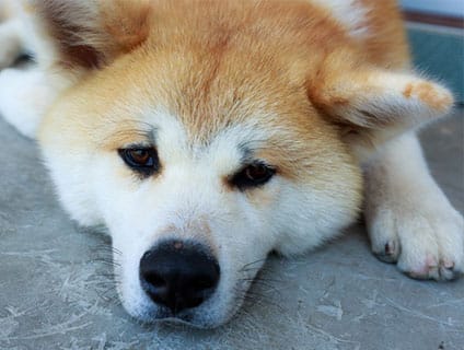 ベアーズ動物病院の画像