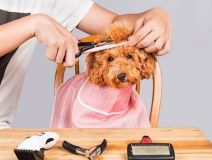 DogSalon cocoの画像1