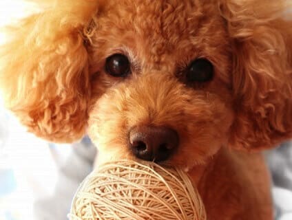 ペットサロンMDOGの画像