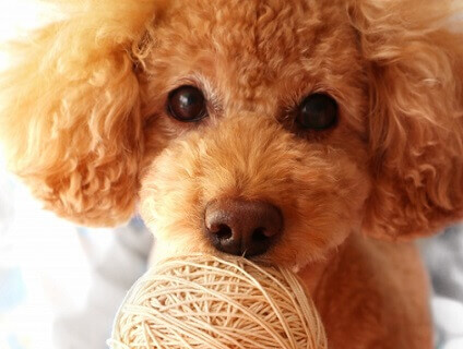 グラ－ス動物病院の画像１