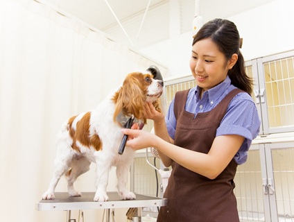 ＜学校法人国際総合学園／国際ペットワールド専門学校＞トリマークラス指導・担任業務の募集！［契約社員／新潟県新潟市中央区］画像