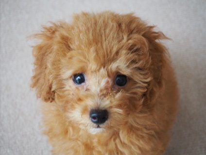 犬カフェらいちの画像１