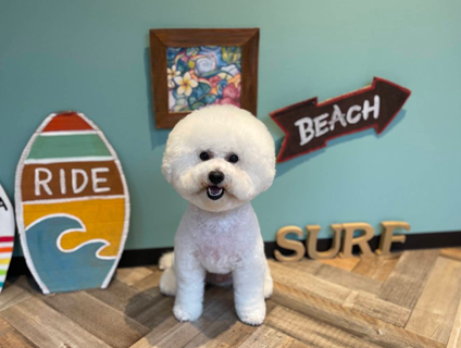 ＜PET CARE PLACE 横浜大岡店＞トリマーの募集［正社員／神奈川県横浜市南区］画像