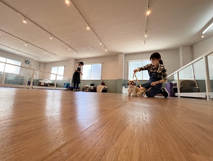 いぬの幼稚園 bonne puppy（ボンパピ）の画像