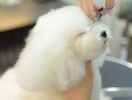 ＜Organic Salon Mimii For Pets 南青山＞トリマーの募集［アルバイト・パート／東京都港区］No.107_b画像
