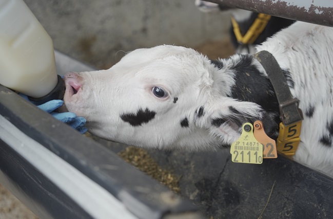 トムラウシ肉牛牧場の画像1