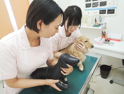 ＋＋みどりが丘動物病院＋＋ 動物看護スタッフの募集［正社員／福岡県福岡市東区］画像