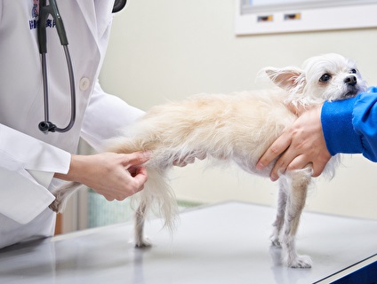 藤井動物病院の画像１