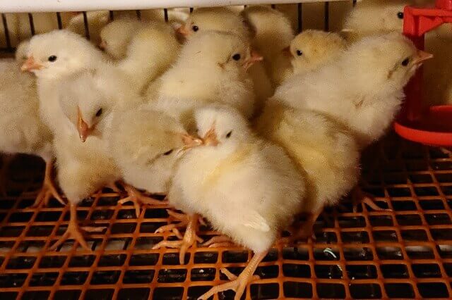 株式会社秀鶏園の画像