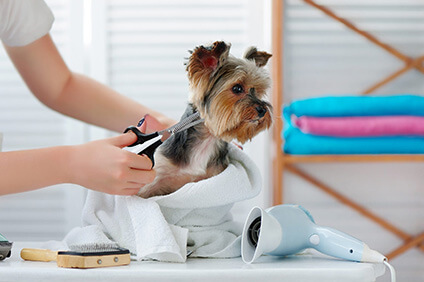 オープニングスタッフ募集 Lala Happy 中津川店 トリマー 正社員 の募集です 年11月open予定 トリマー の求人 転職 募集ならアニマルジョブ