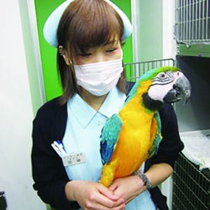 小鳥のセンター病院 新卒 動物看護師 動物看護師学生の就職 新卒求人ならアニマルジョブ学生版