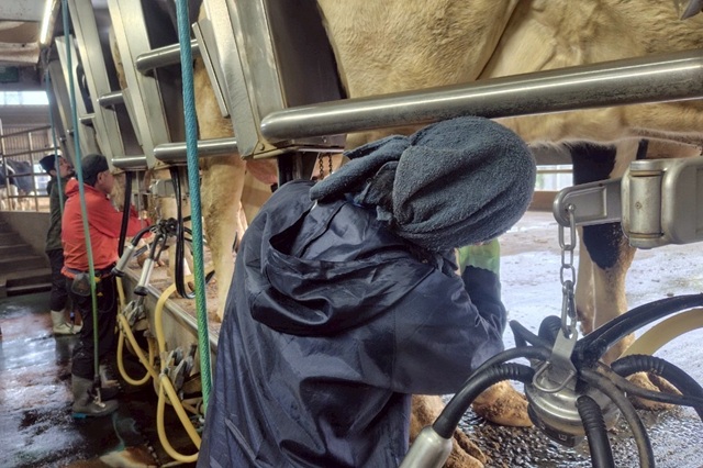 有限会社首藤牧場の画像4