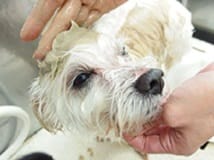 Pet Salon ぐるぐる トリマー募集 正社員 千葉県市川市 No 107 B トリマーの求人 転職 募集ならアニマルジョブ