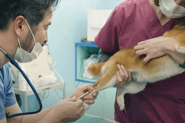 アフィネ動物病院の画像5