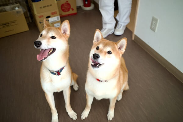 伊北動物病院の画像9