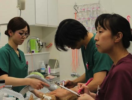 イオンペット 動物病院 動物看護師さん募集中 正社員 千葉県エリア 動物看護師の求人 転職 募集ならアニマルジョブ