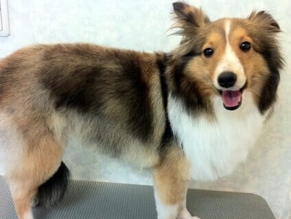 ペットショップ ナショナルフード トリマー募集 アルバイト パート 神奈川県川崎市宮前区 No 107 B トリマーの求人 転職 募集ならアニマルジョブ