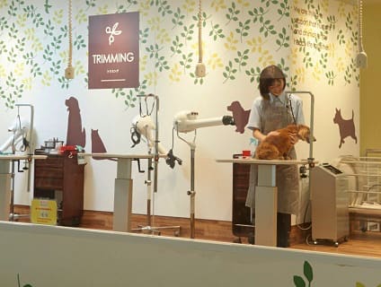 イオンペット ビューティサロン名古屋西店 トリマーさん募集中 正社員 愛知県名古屋市西区 トリマーの求人 転職 募集ならアニマルジョブ イオンペット ビューティサロン名古屋西店 トリマーさん募集中 正社員 愛知県名古屋市西区 トリマーの求人 転職 募集ならアニマルジョブ