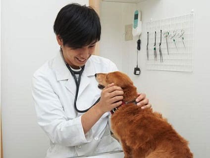 東京都 獣医師の求人 転職 募集情報一覧 アニマルジョブ