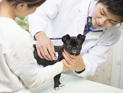 株式会社犬のしつけ教室ｄｏｇｌｙの求人情報 東京都台東区 獣医師 動物看護師 トリマーならアニマルジョブ