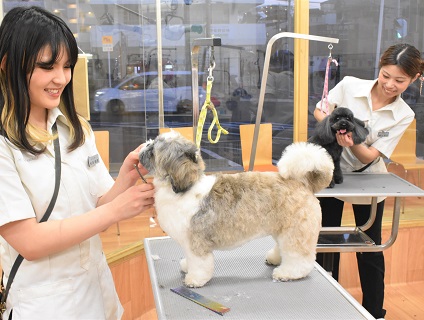 千葉県 トリマーの求人 転職 募集情報一覧 アニマルジョブ