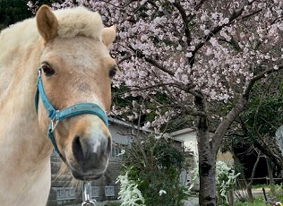 株式会社水口スポーツセンター／水口乗馬クラブの画像3