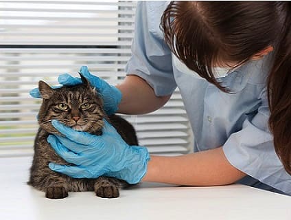 西多摩郡瑞穂町 東京都 動物看護師 Vt 病院スタッフの求人 転職 募集情報一覧 アニマルジョブ