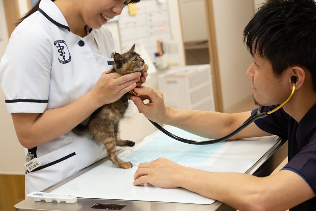 相模原プリモ動物医療センター第２病院 未経験から始める動物看護師の募集 採用特典あり 正社員 神奈川県相模原市中央区 動物看護師の求人 転職 募集ならアニマルジョブ